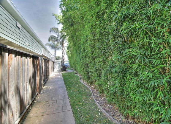 A narrow walkway with a wooden fence on one side and a green hedge on the other.