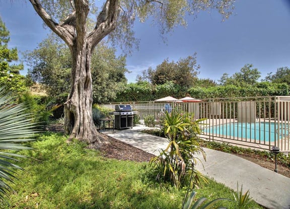 Outdoor plants and trees wit hedges beside pool at The Luxe, Santa Clara, CA, 95051