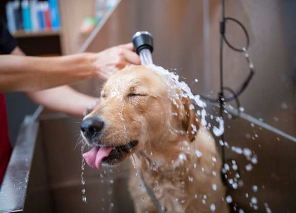 A dog is being bathed with water running from a hose.