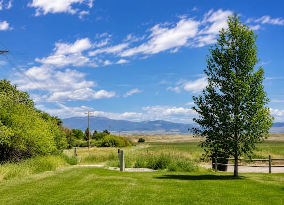 A tree stands in a grassy field with a mountain range in the background.