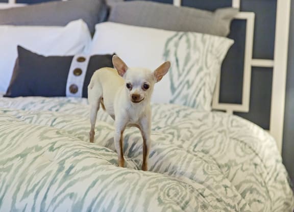 Pet at The View at Horizon Ridge, Henderson, NV, 89012