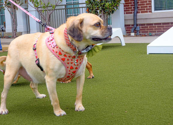 A dog with a red bandana around its neck is standing on a green surface.