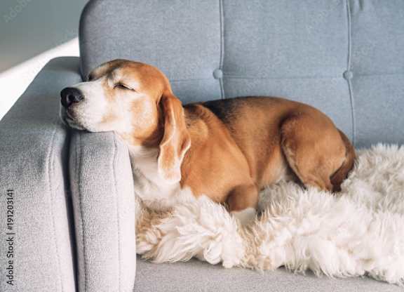 A dog is sleeping on a grey couch with a white fluffy blanket.