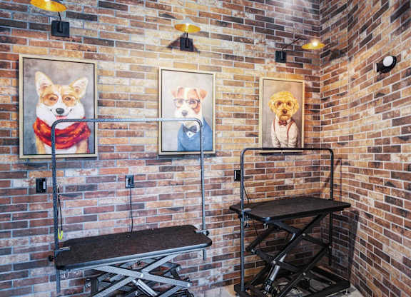Dog Spa