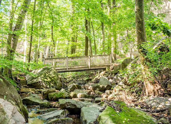 A small bridge over a stream in a lush green forest.
