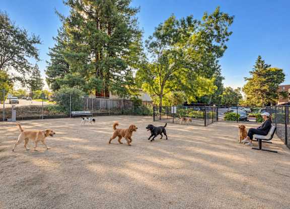 A man is sitting on a bench with several dogs playing around him.