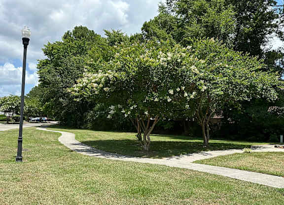 a tree with white flowers in a park next to a sidewalk