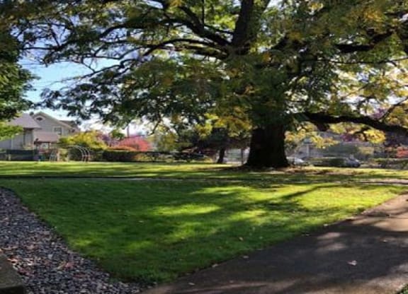 a tree in a park next to a sidewalk