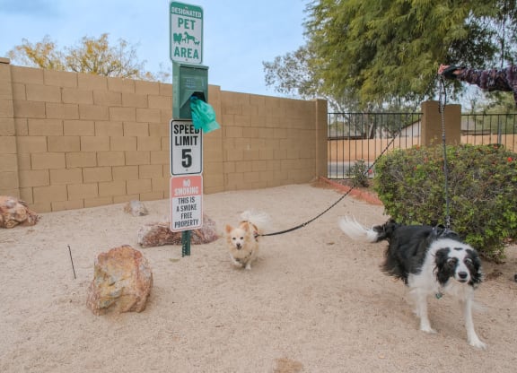 two dogs on a leash standing next to a parking meter