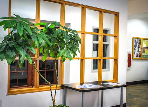 A green leafy plant in front of a window.
