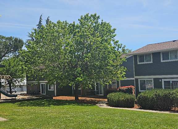A tree in front of a grey house.