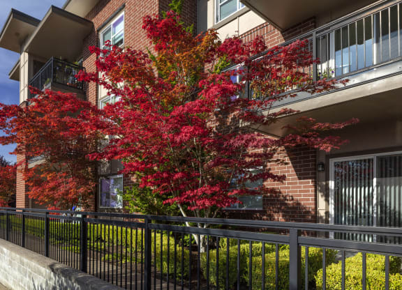 TerraceMountScott_Photo_Tree