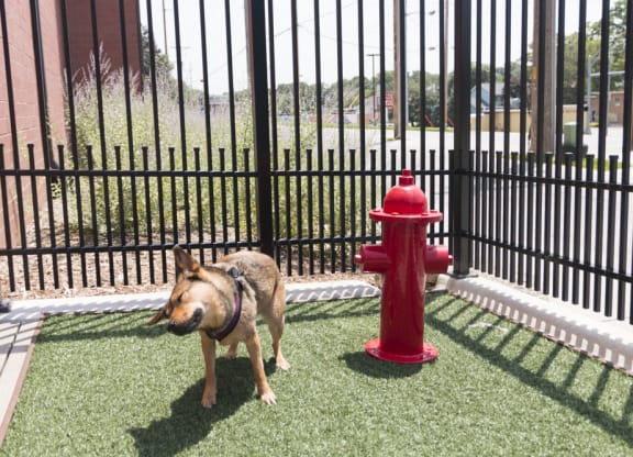 Pet-friendly apartments near UNMC at The Conrad in Blackstone District Omaha NE 68105