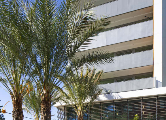 Woodland Hills Lofts - The Q Variel - Property Exterior with White Walls, Balconies, and Palm Trees