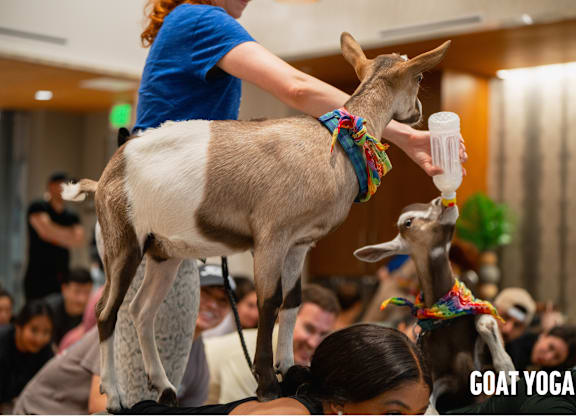 A woman is doing yoga with a goat on her back.