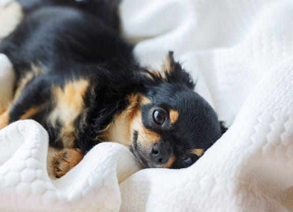 Pet Friendly at Elevation San Tan, Arizona