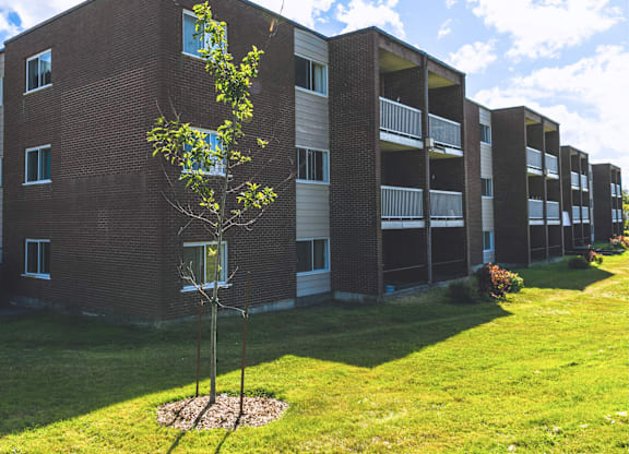 A tree in front of apartment buildings.