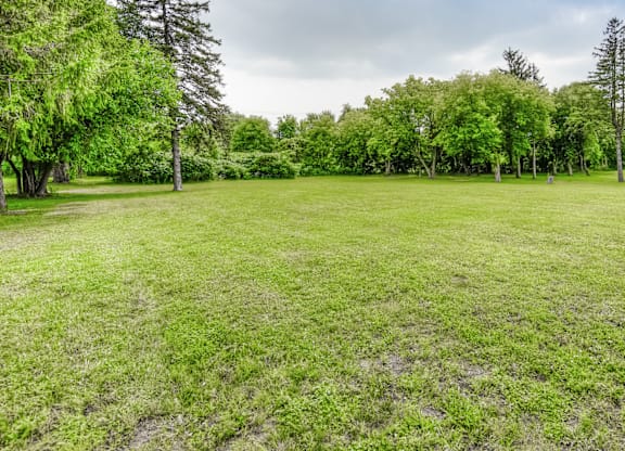 A grassy field with trees in the background.