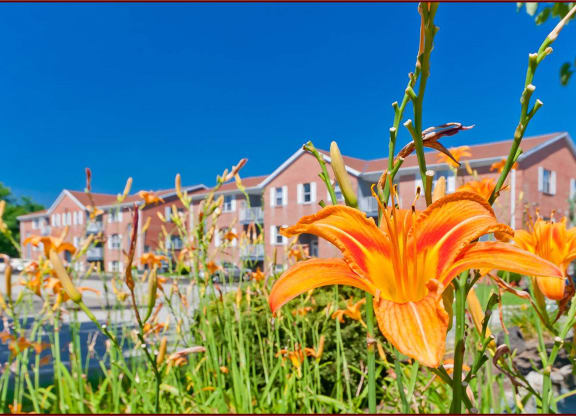 an orange flower in front of a row of houses  at Four Worlds Apartments, Ohio