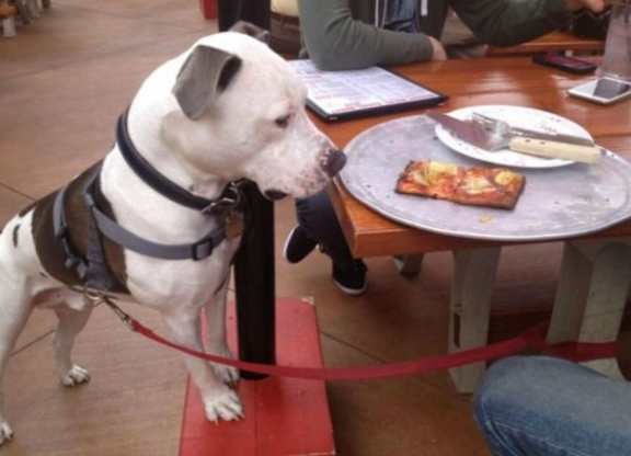 A dog with a harness is standing on a red mat looking at a pizza on a plate. at Residences at Prairiefire Apartment Homes, Overland Park