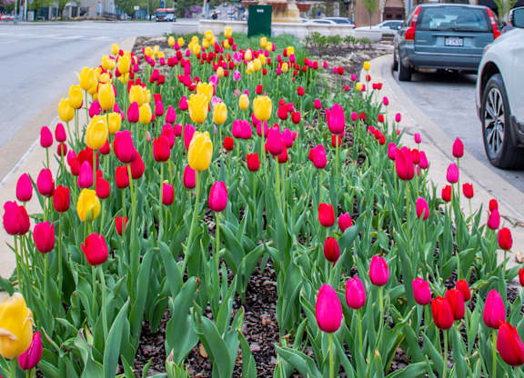 A bed of vibrant pink and yellow tulips in front of a clock tower at Country Club Plaza in Kansas City, MO.