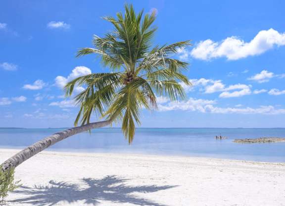 a palm tree leaning over a beach with the ocean