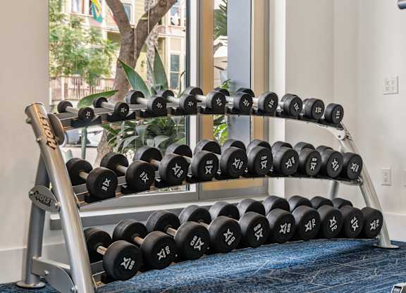 a row of dumbbells on a rack in a gym