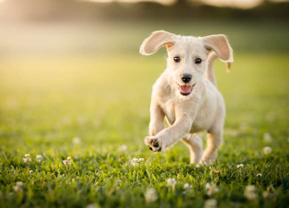 Happy Dog Playing in Pet Park at Hana Apartments, Oregon