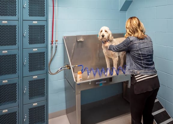 dog wash station