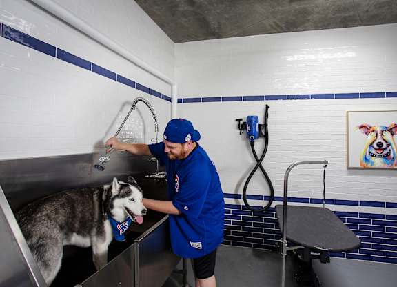 On Site Pet Spa Residences at Addison and Clark