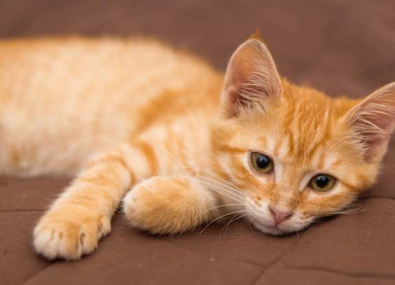 A small orange kitten with green eyes is lying down on a brown surface.