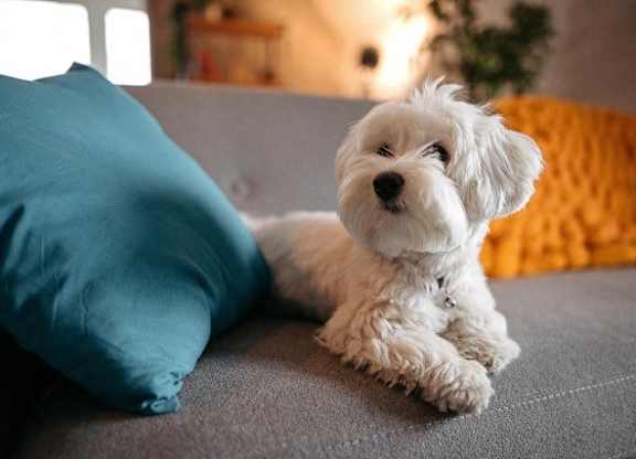 A small white dog is sitting on a grey couch.