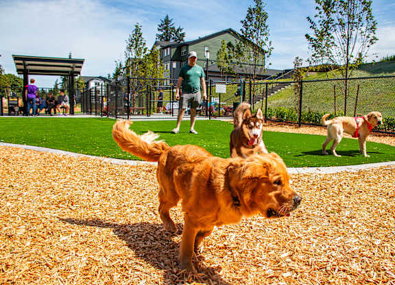 A dog is playing in a sandy area.