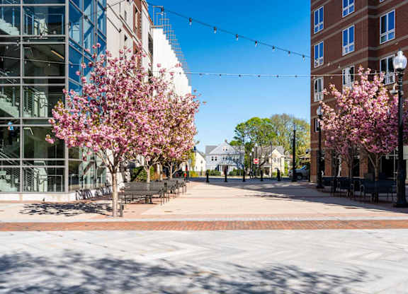 A tree with pink blossoms is in the foreground of a city street in Kilroy Square.