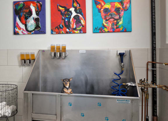 On Site Pet Washing Stations