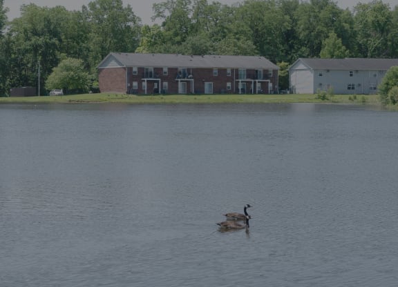 a duck swimming in a lake in front of a building