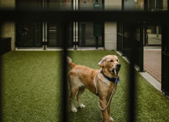 a dog standing on top of a lush green field at Walnut on Highland, Pittsburgh, PA