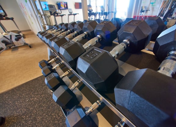 a row of dumbbells on a rack in a gym