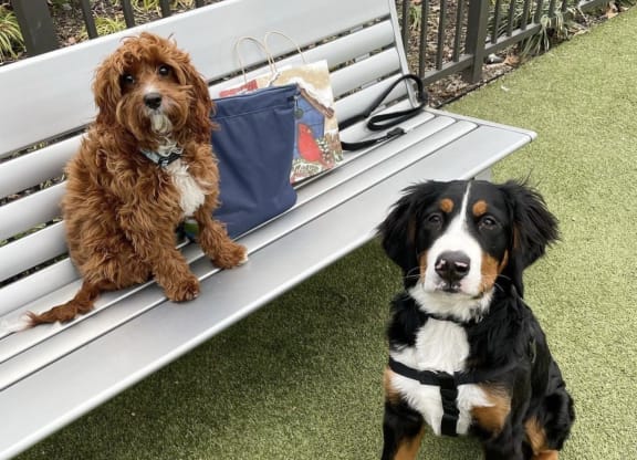 two dogs are sitting on a bench at One Ten Apartments, Jersey City , NJ