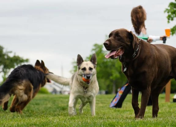 Three dogs playing in a grassy field.