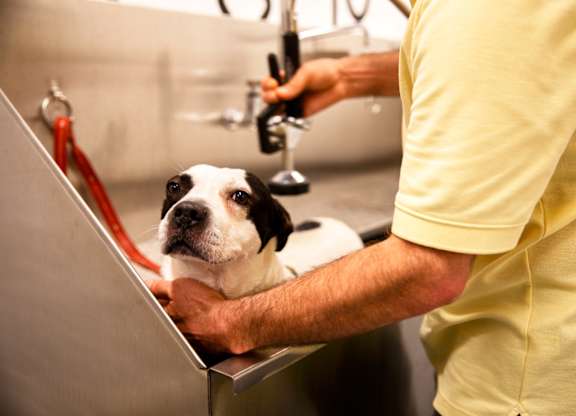 A dog is getting a haircut from a person in a yellow shirt.