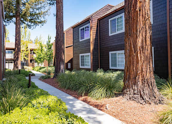 Tree-lined walkway at Sunnyvale apartment community with lush greenery