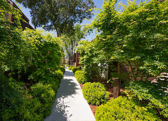 Tree-lined walkway at Sunnyvale apartment community with lush greenery