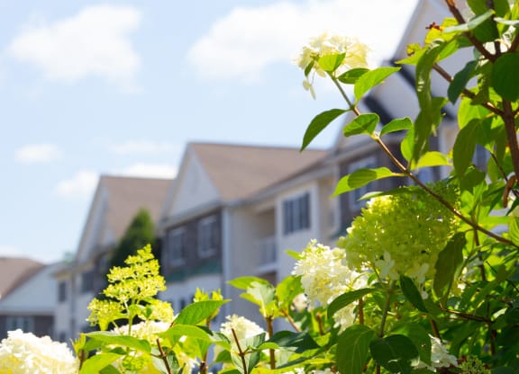 a house in the background with flowers in the foreground