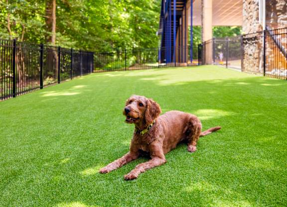Photo of dog run