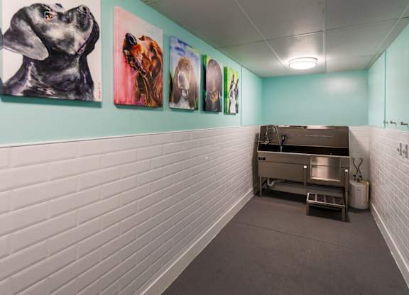 Photo of pet spa