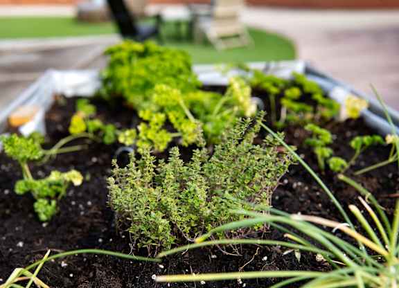 Herb Garden