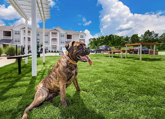 Dog with Collar sitting at Concord Ridge Apartments, Concord, 28027