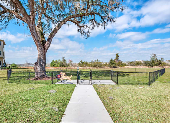 Dog Park