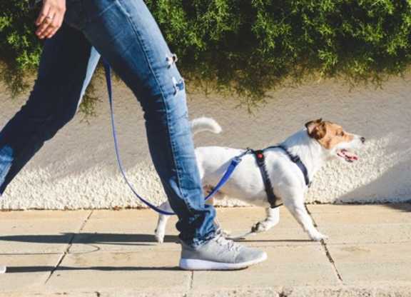 A small terrier in a harness trots along a paved sidewalk beside a clipped hedge and a sunlit white garden wall.
